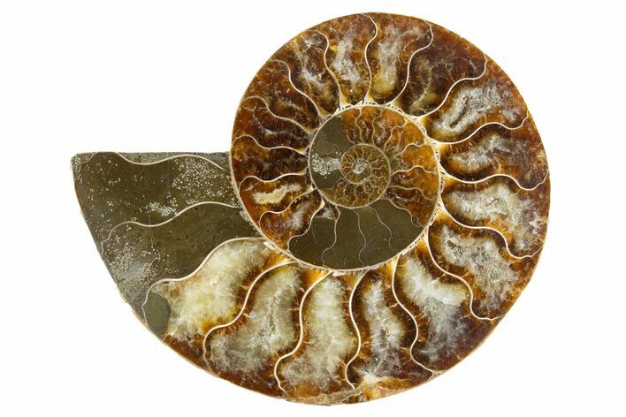 Cut & Polished Ammonite Fossil (Half) - Madagascar #345989